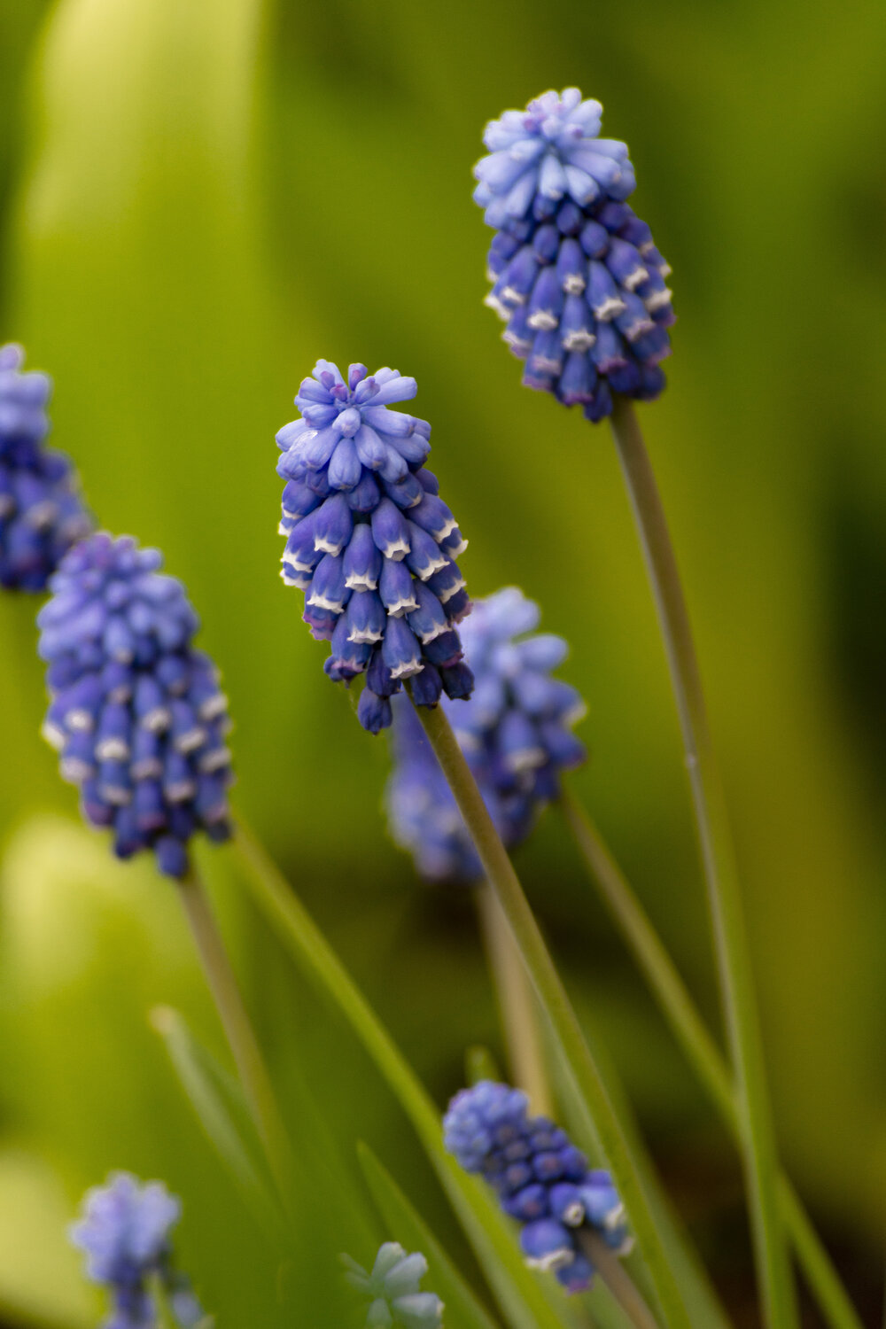 Muscari