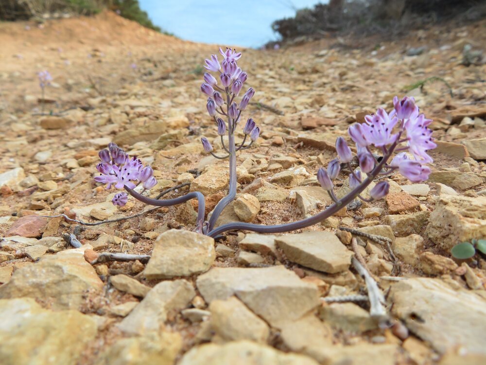 Purple Wildflowers Growing on Rocky Ground