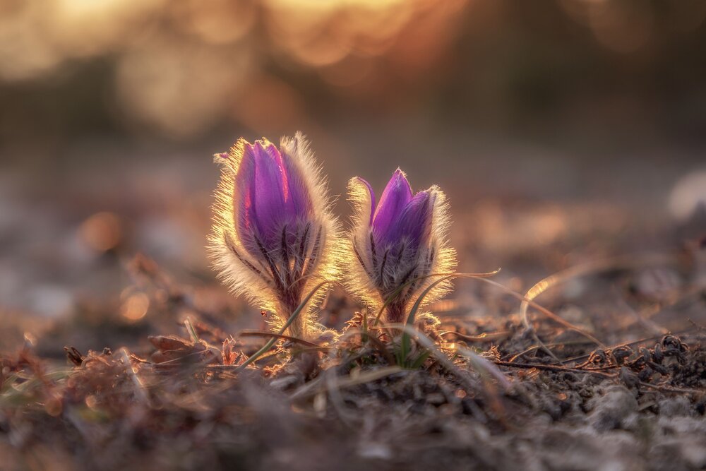 Photograph by Елена Гусева