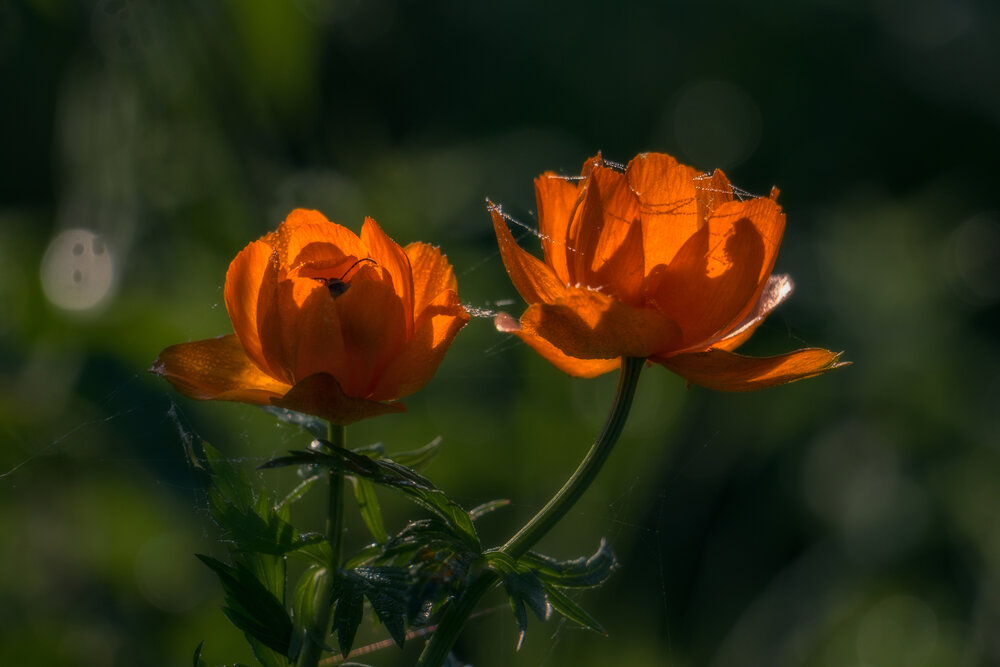 Photograph by Юдинских Марина
