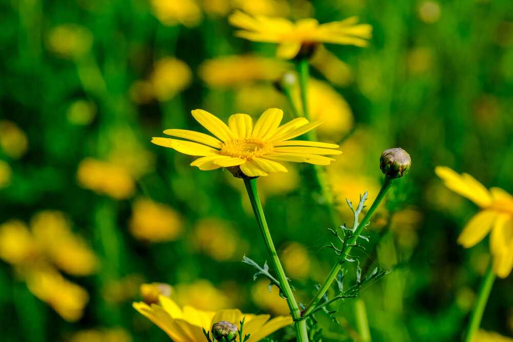 Photograph by Dmitry