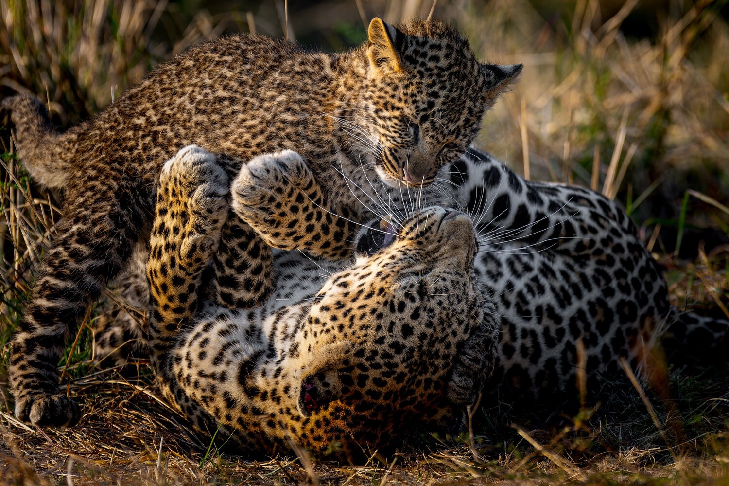 Mama Leopard With Cub