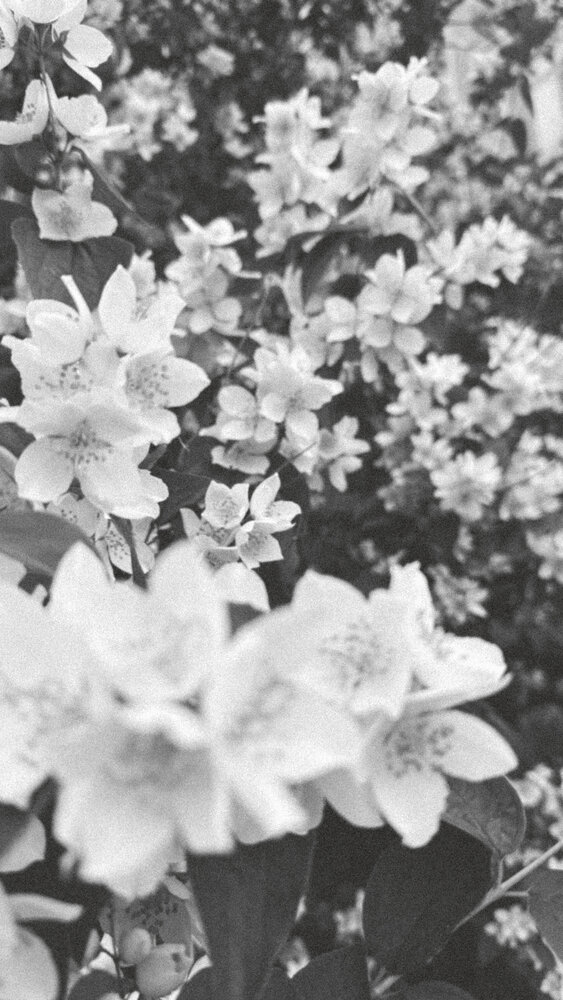 Photograph by Natalya