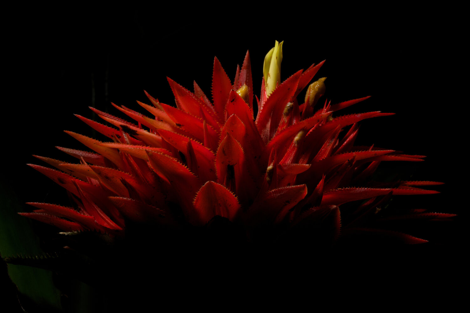 Bromelia