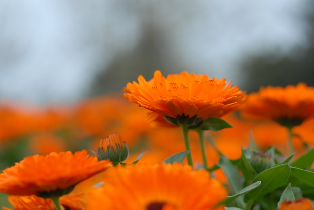 Orange Symphony