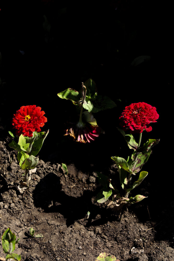 Photograph by Narmin Aliyeva
