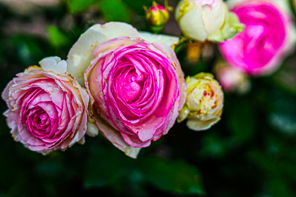 Photograph by Ирина Борисова