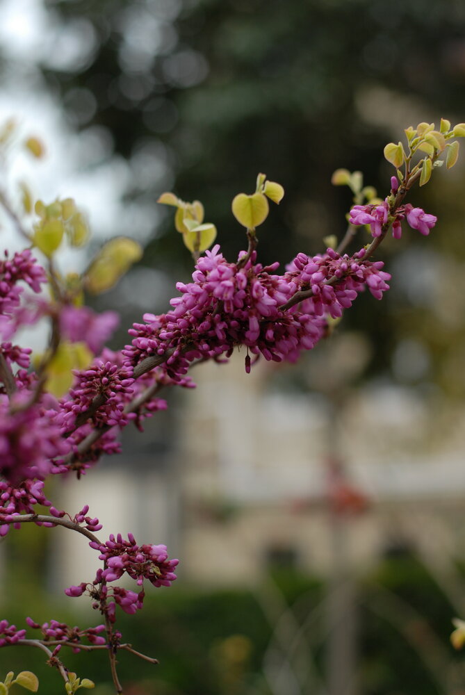 Beauty in Bloom
