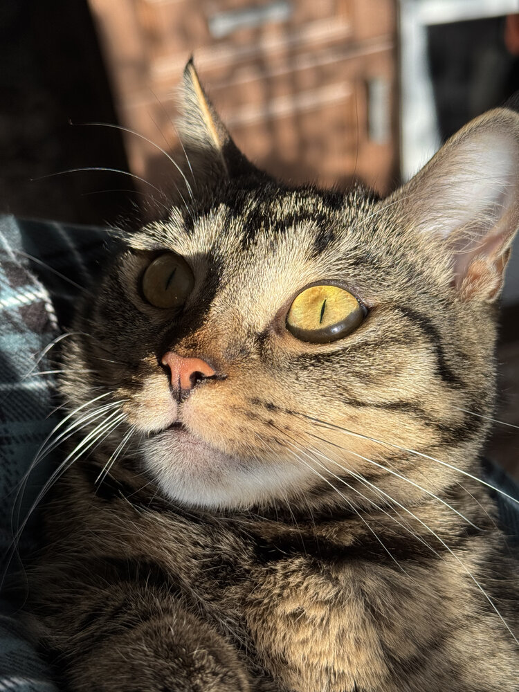 Фотография автора Мария Шарова