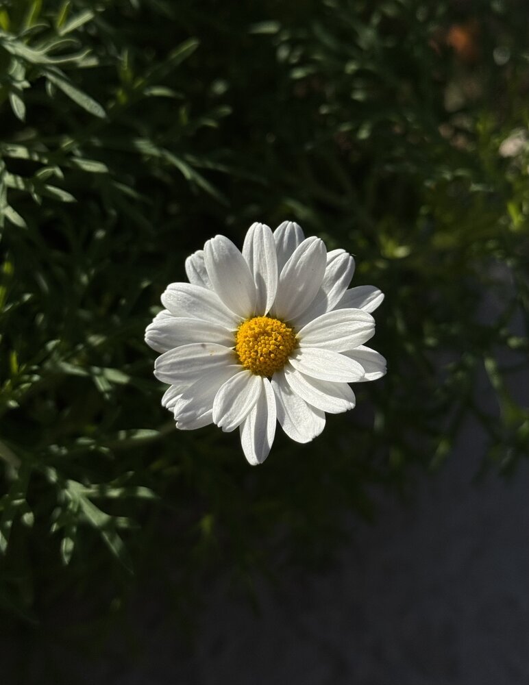 Photograph by Linsey Duffin