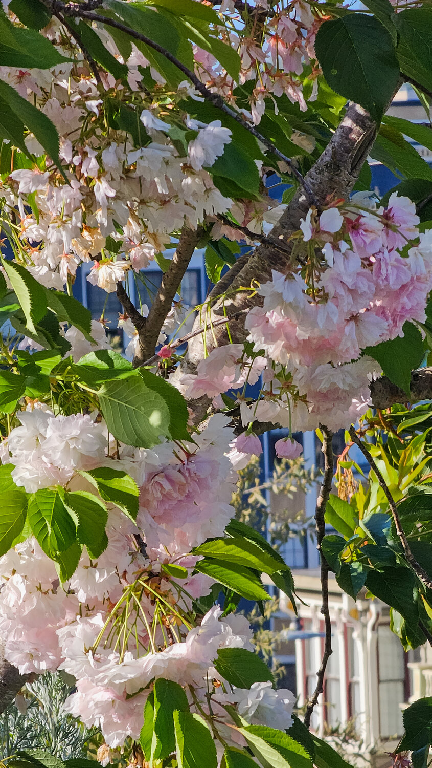 Looking Through the Blossoms