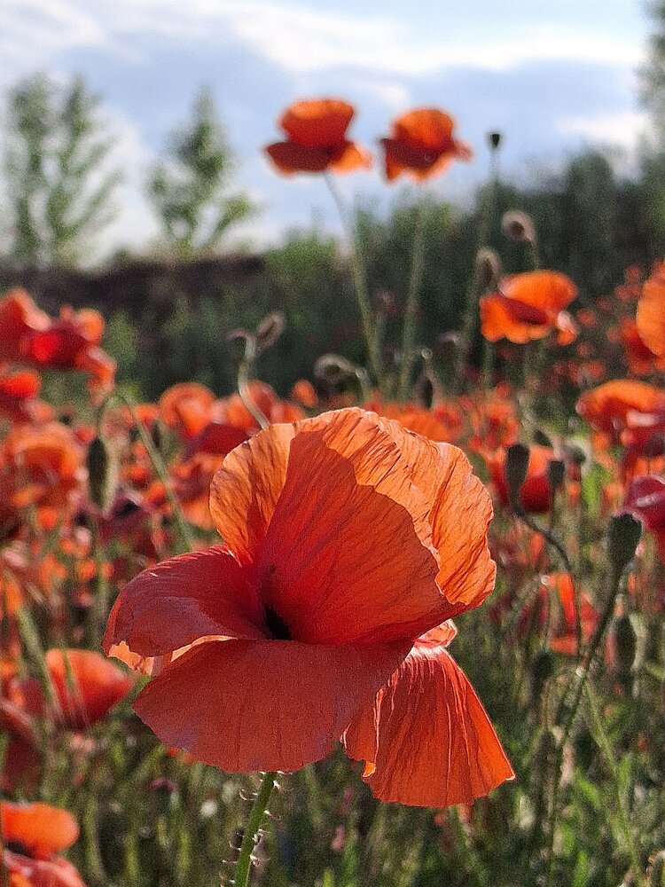 Photograph by Наталья Гаврилова