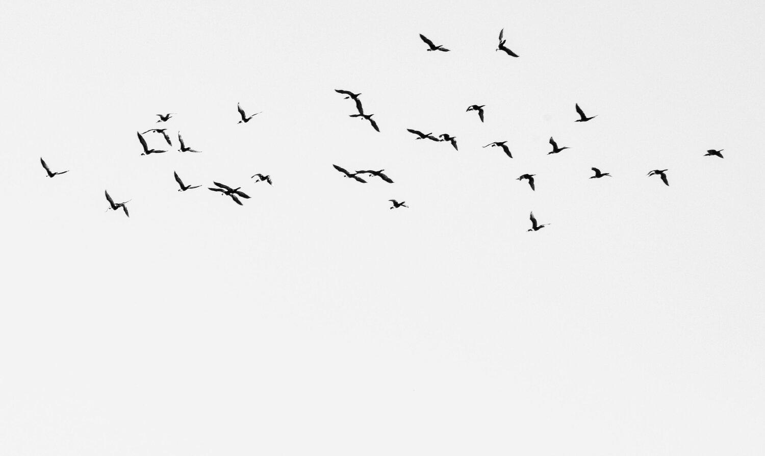 Photo #13866292