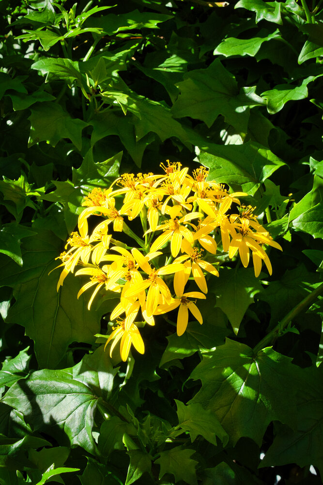 Golden Crown of the Ivy