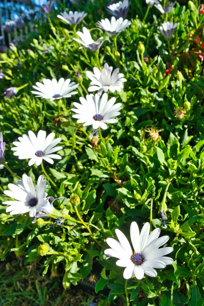 Sunlit Daisies in Bloom