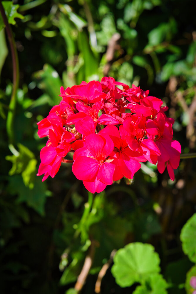 Scarlet Radiance: The Colombian Geranium