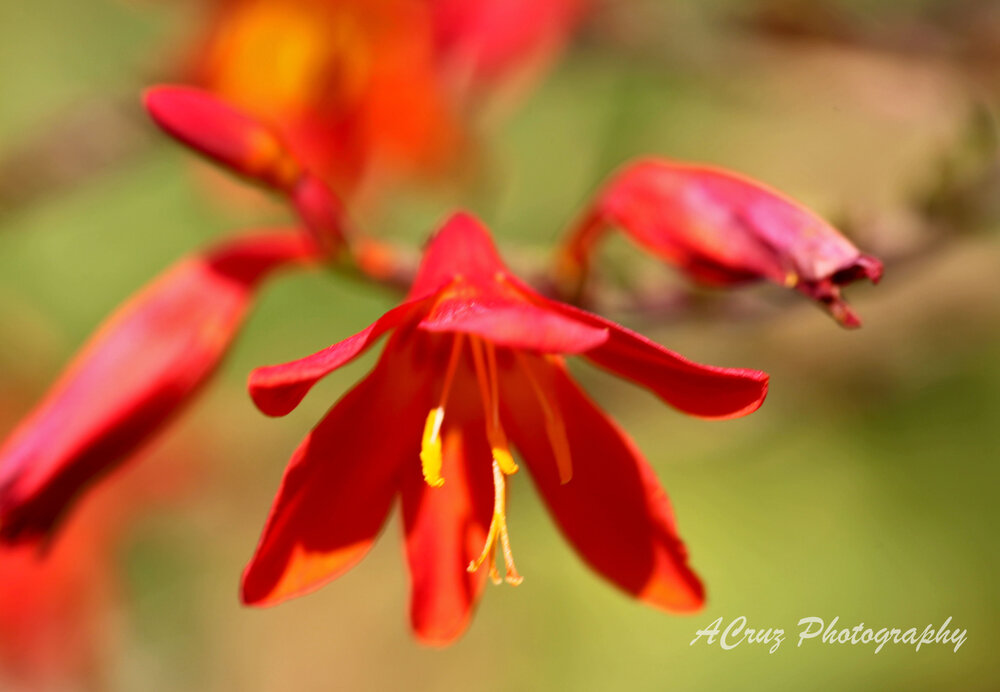 Photograph by Cruz Alfredo