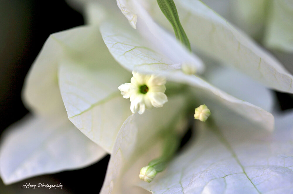 Photograph by Cruz Alfredo