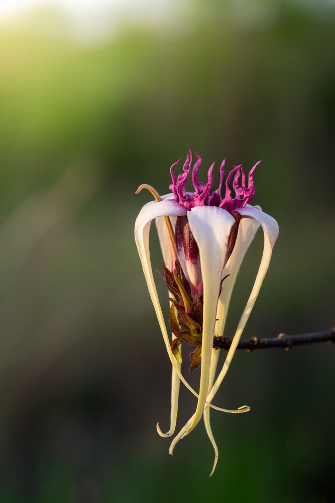 Строфантус (Strophanthus Sarmentosus)