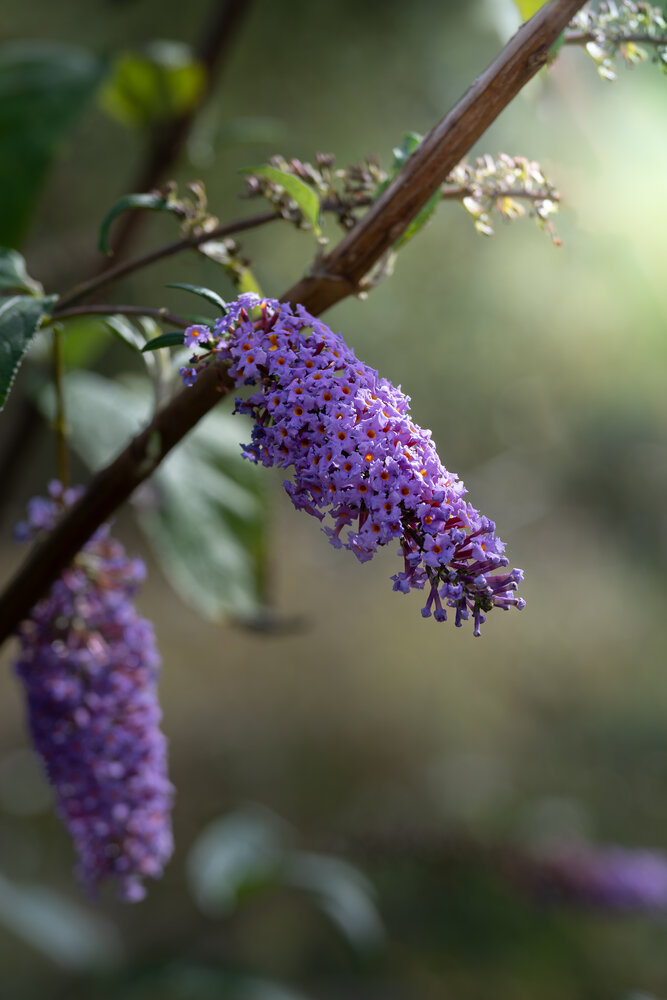 Буддлея Давида (Buddleja Davidii)