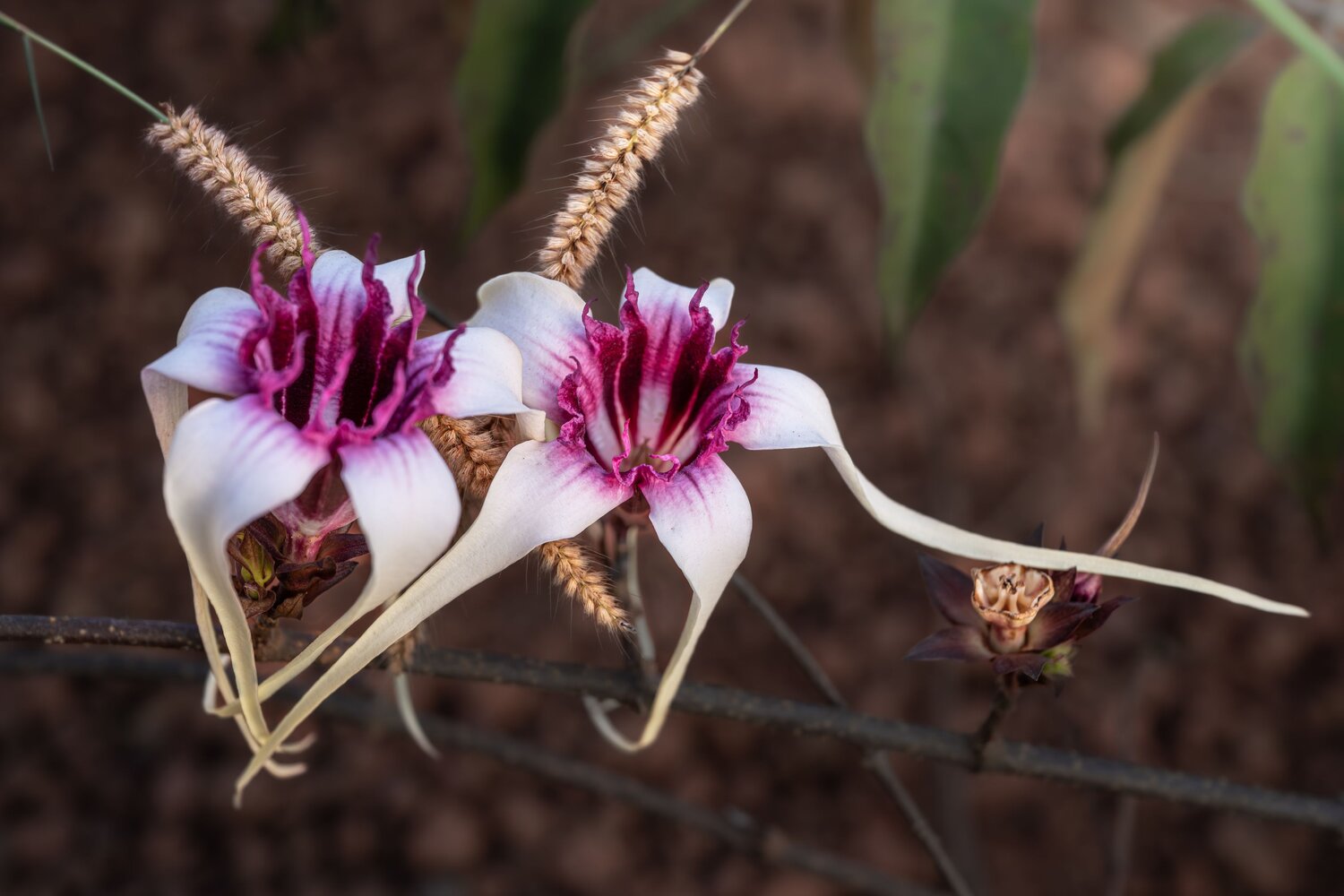Строфантус (Strophanthus Sarmentosus)