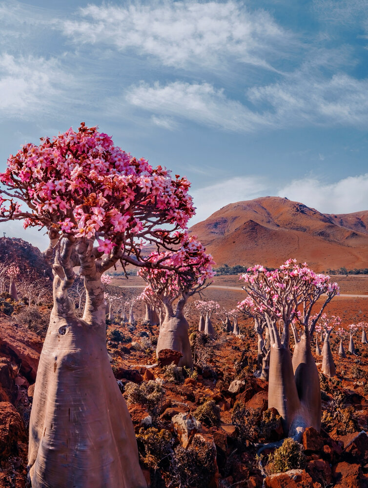Planet Socotra: The Pulse of Blossoms in Isolated Terrain