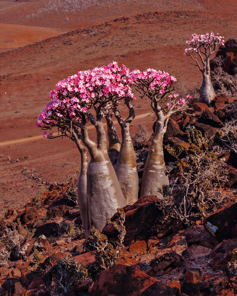 The Pink Crown of the Rock