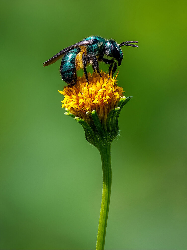 Photograph by Yainyt Alcazar Delgado