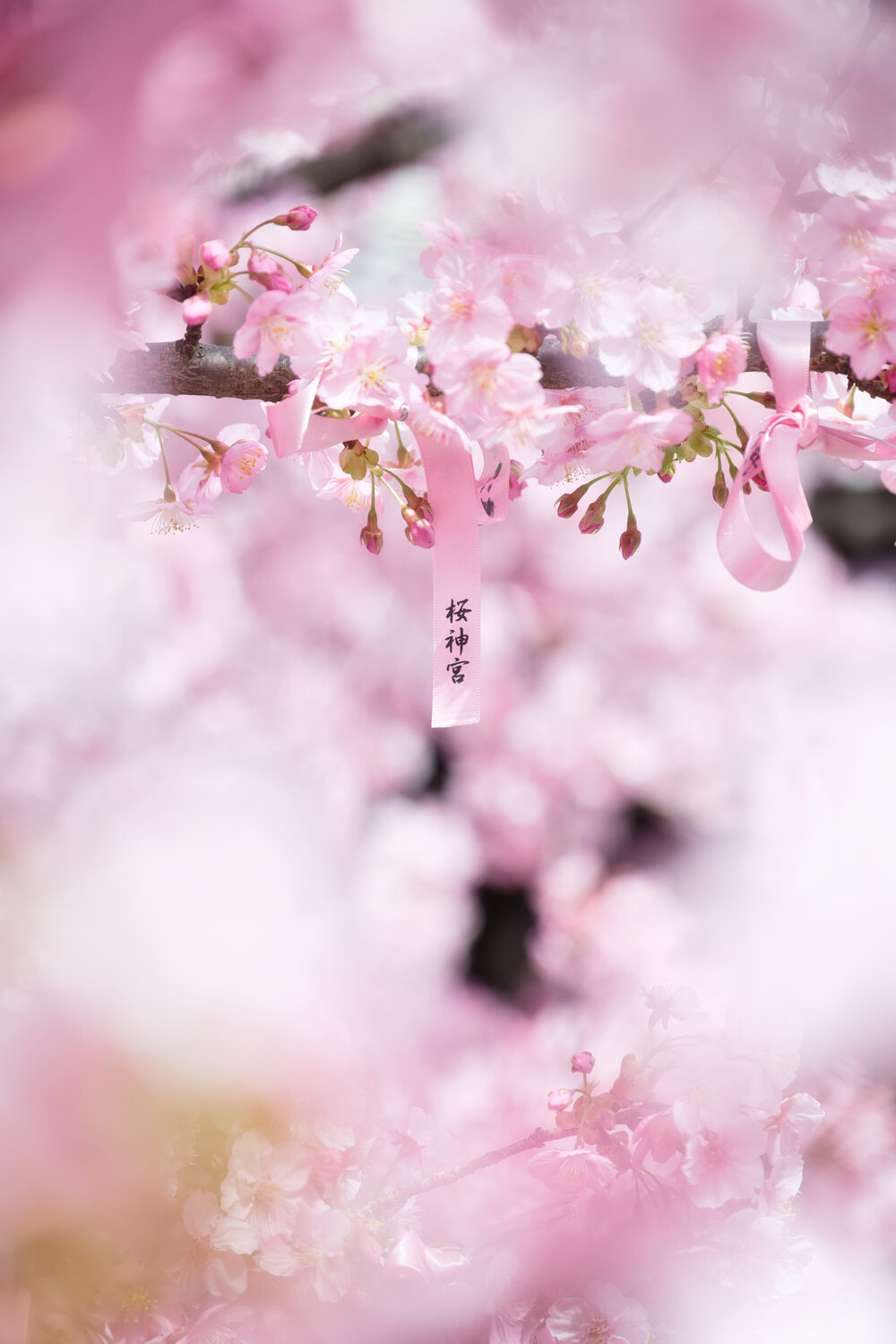 Photo #13866554