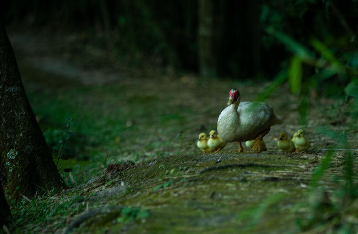 Duck Family