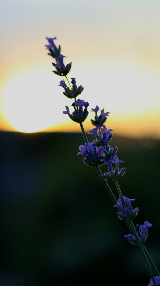 Photograph by Ирина Жукова