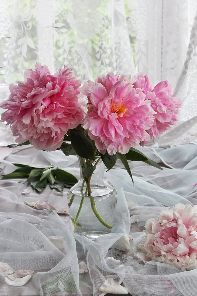 Photograph by Анна Боровикова