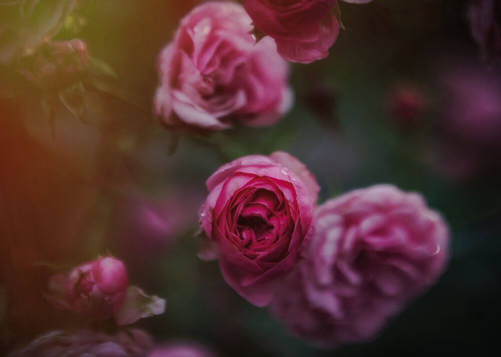 Photograph by Alexandra Ivanchikova