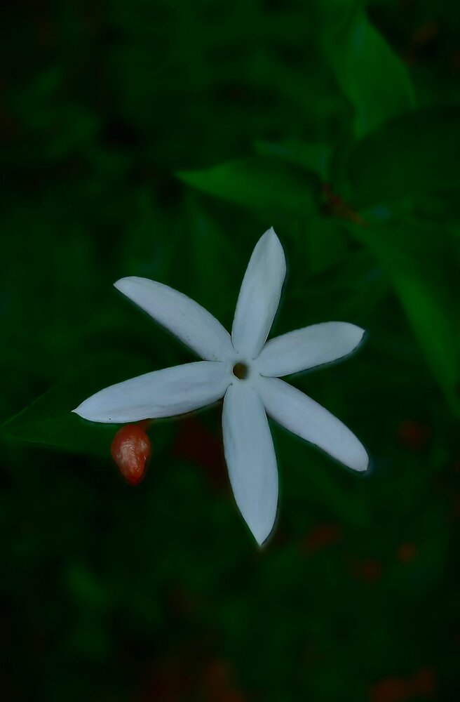 Photograph by Aravind M