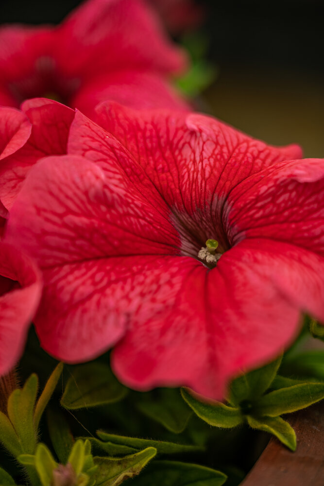 Photograph by sushovan sar