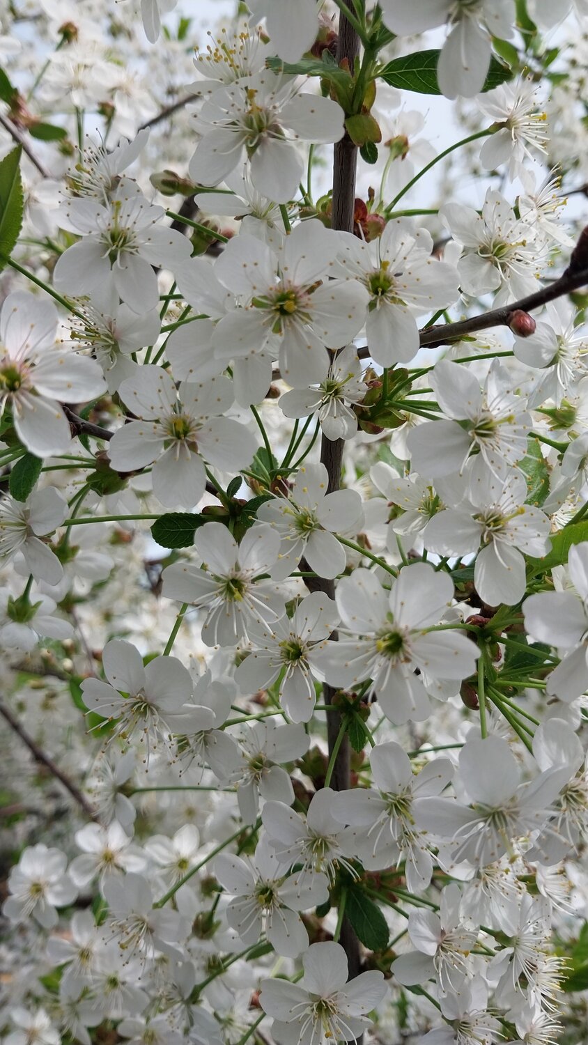 Photo #13866833