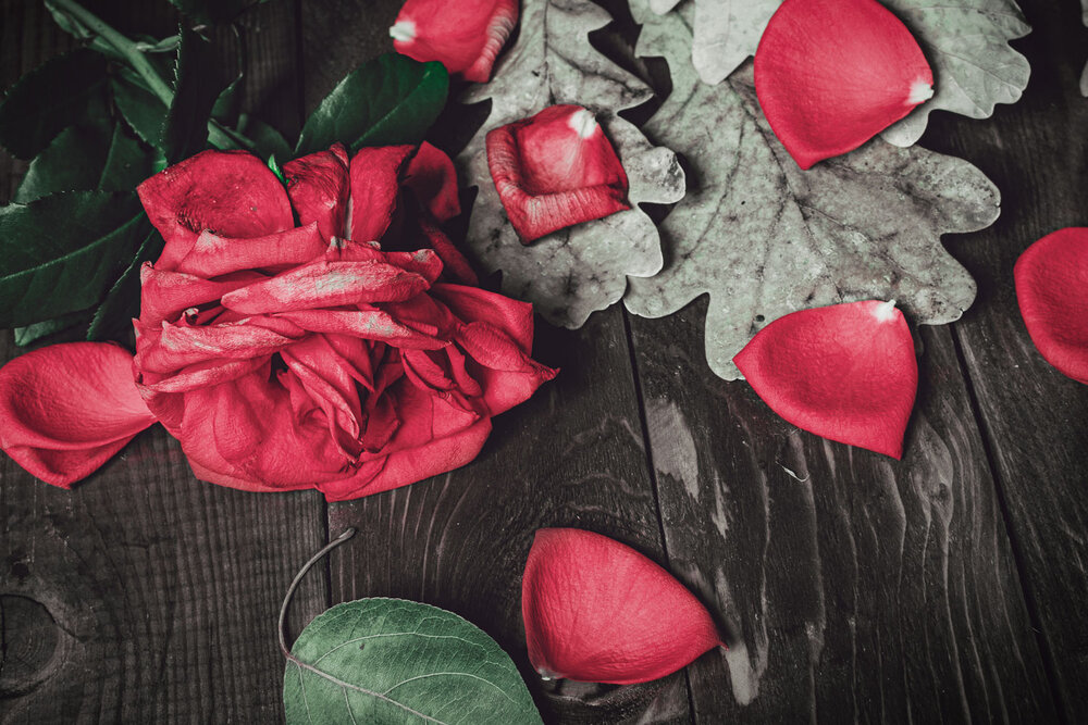 Упавшая роза/Fallen Rose