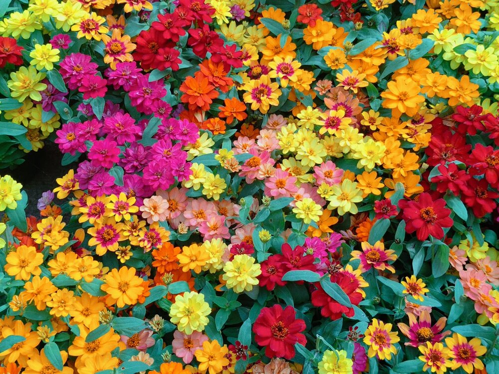 Flowers Everywhere
