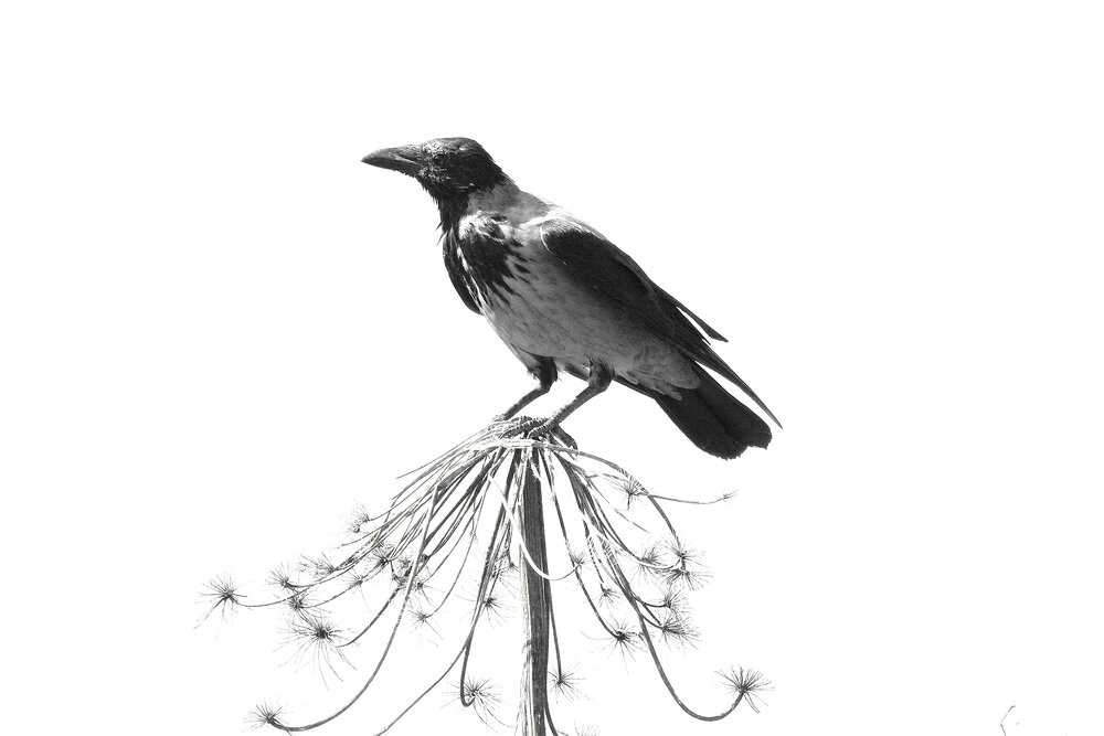 Photograph by Елена Викторовна