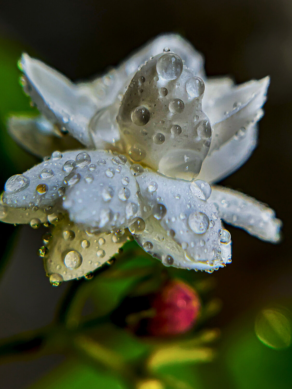 Photo #13867033