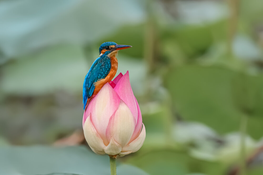 Photograph by Suresh S S