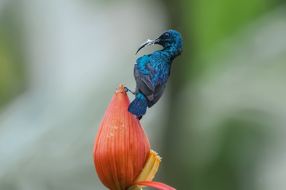 Photograph by Suresh S S