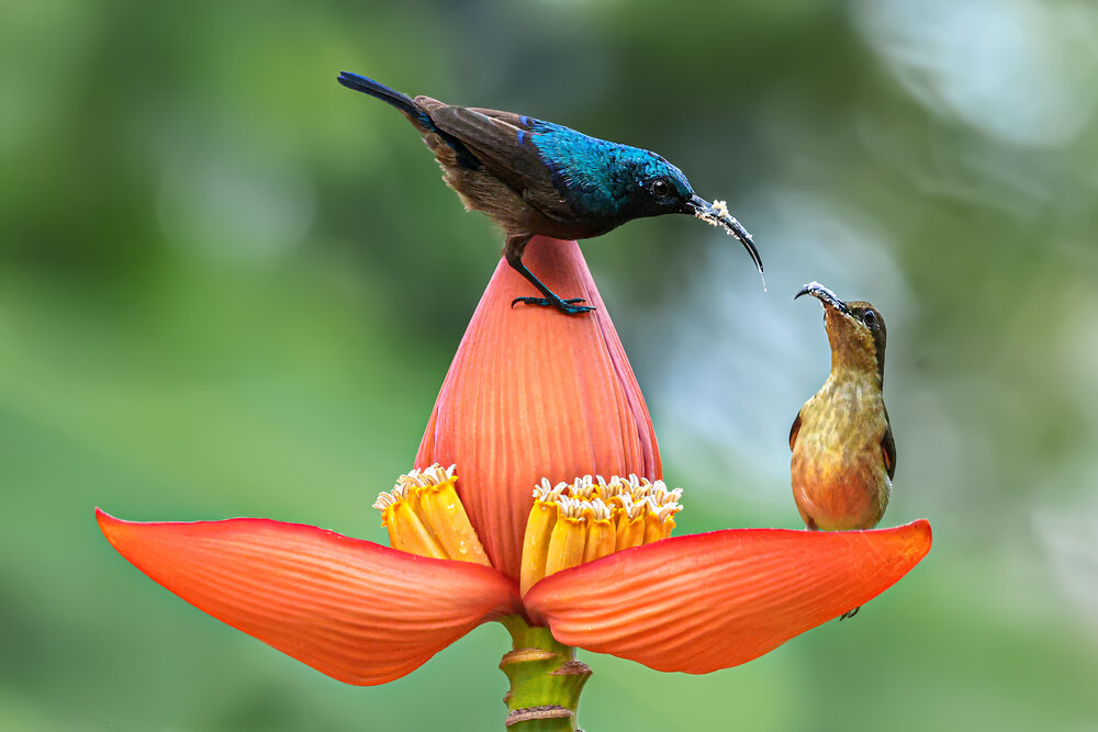 Photograph by Suresh S S
