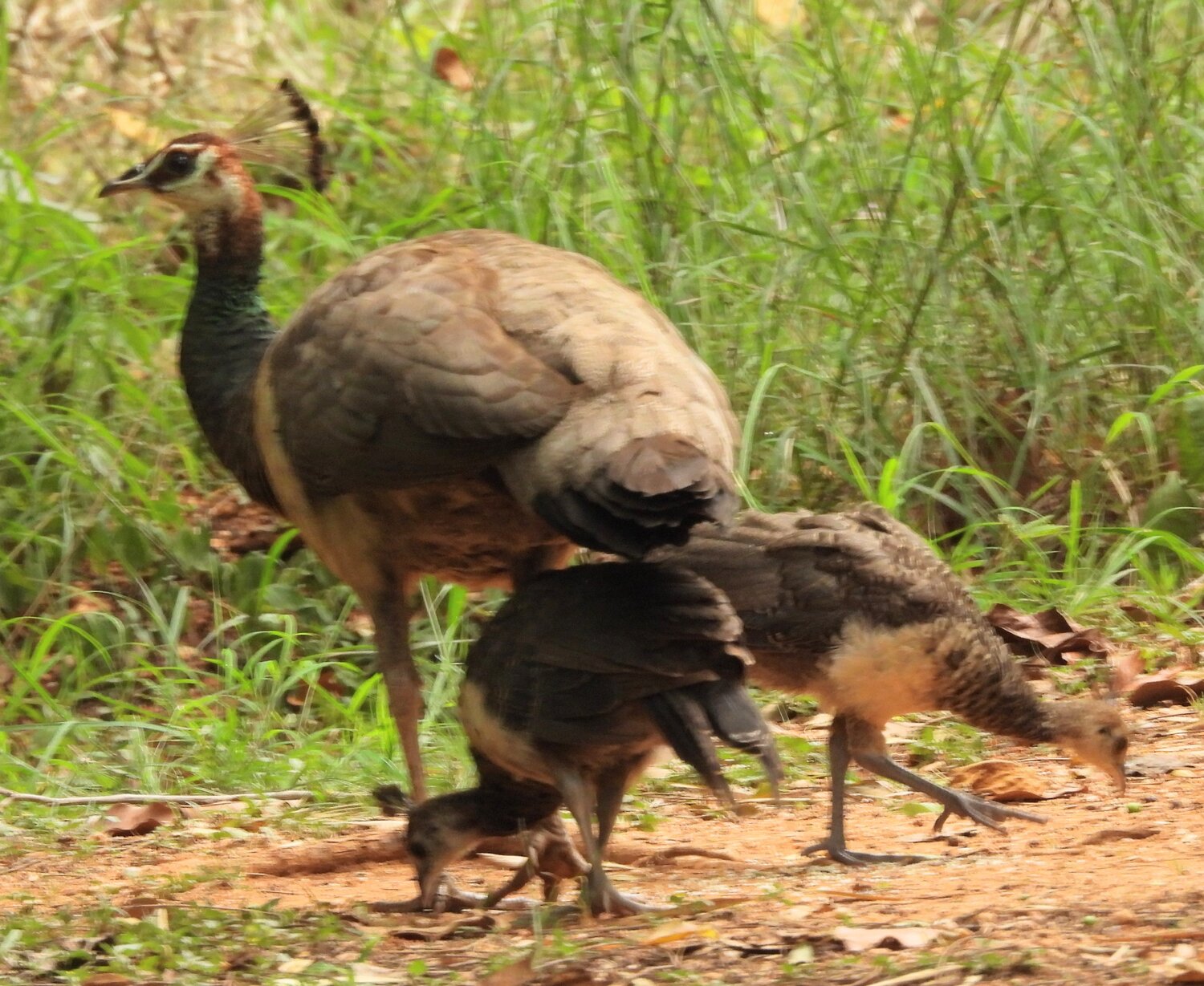 Peafowl( fem) with cute chicksx
