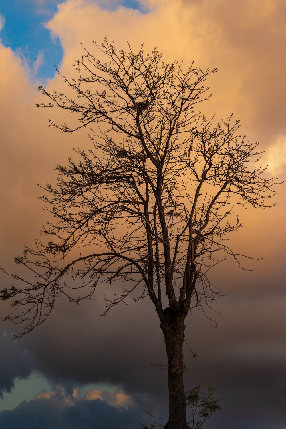 Photo #13867417