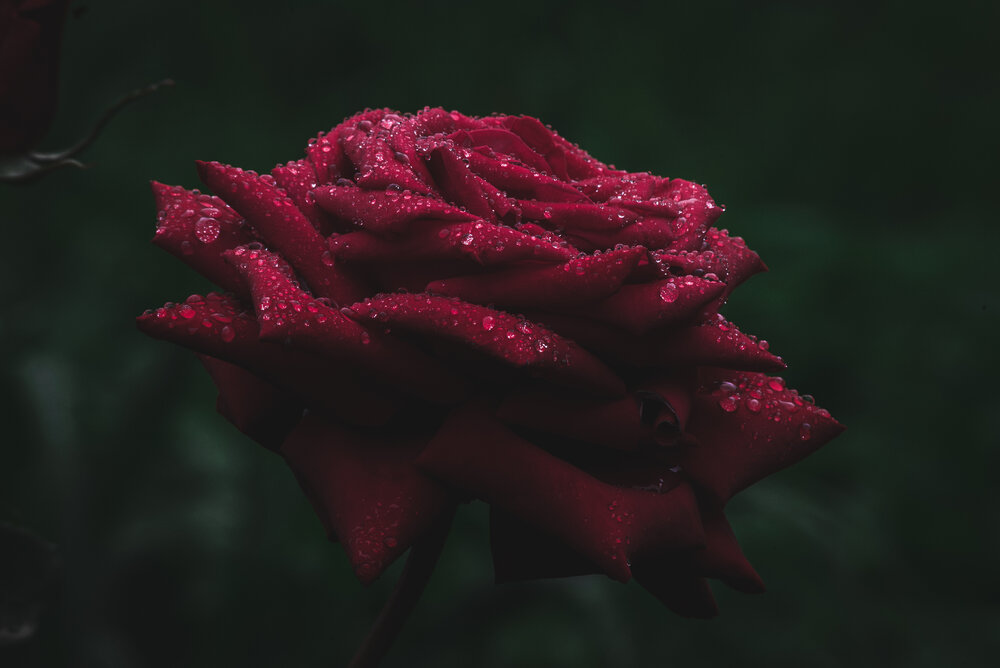 Photograph by Фурман Алексей