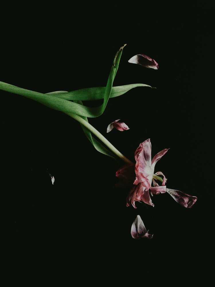 Photograph by Liliia Androsova
