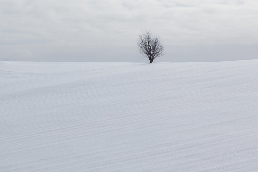 Photograph by CHANPANICHKIJJAKARN YUKONART