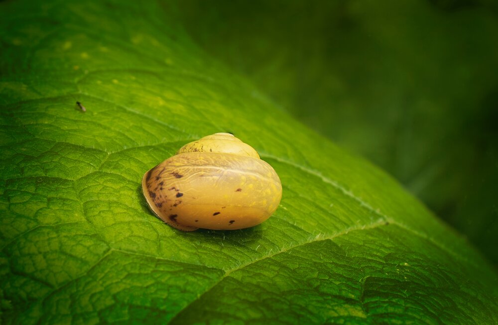 Фотография автора Надежда Ключкина