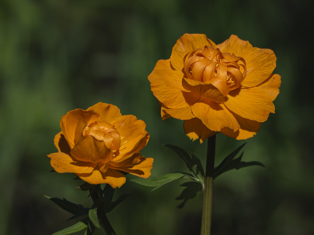 Photograph by Андрей Бородкин